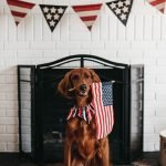 Can CBD Protect Your Dog Against Fireworks Anxiety?