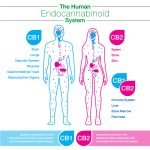 The Benefits & Effects of Vaping CBD