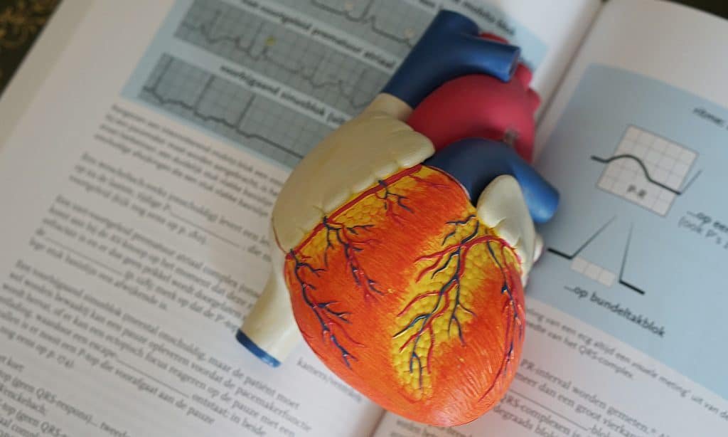 Here's What You Should Know About CBD & Heart Health