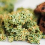 Frequent Cannabis Consumers Lack Knowledge About THC And CBD Concentration, Study Shows