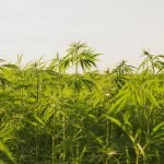 Upcoming Webinar Details How Cannabis History Ties Into Current Protests Upcoming Webinar Details How Cannabis History Ties Into Current Protests