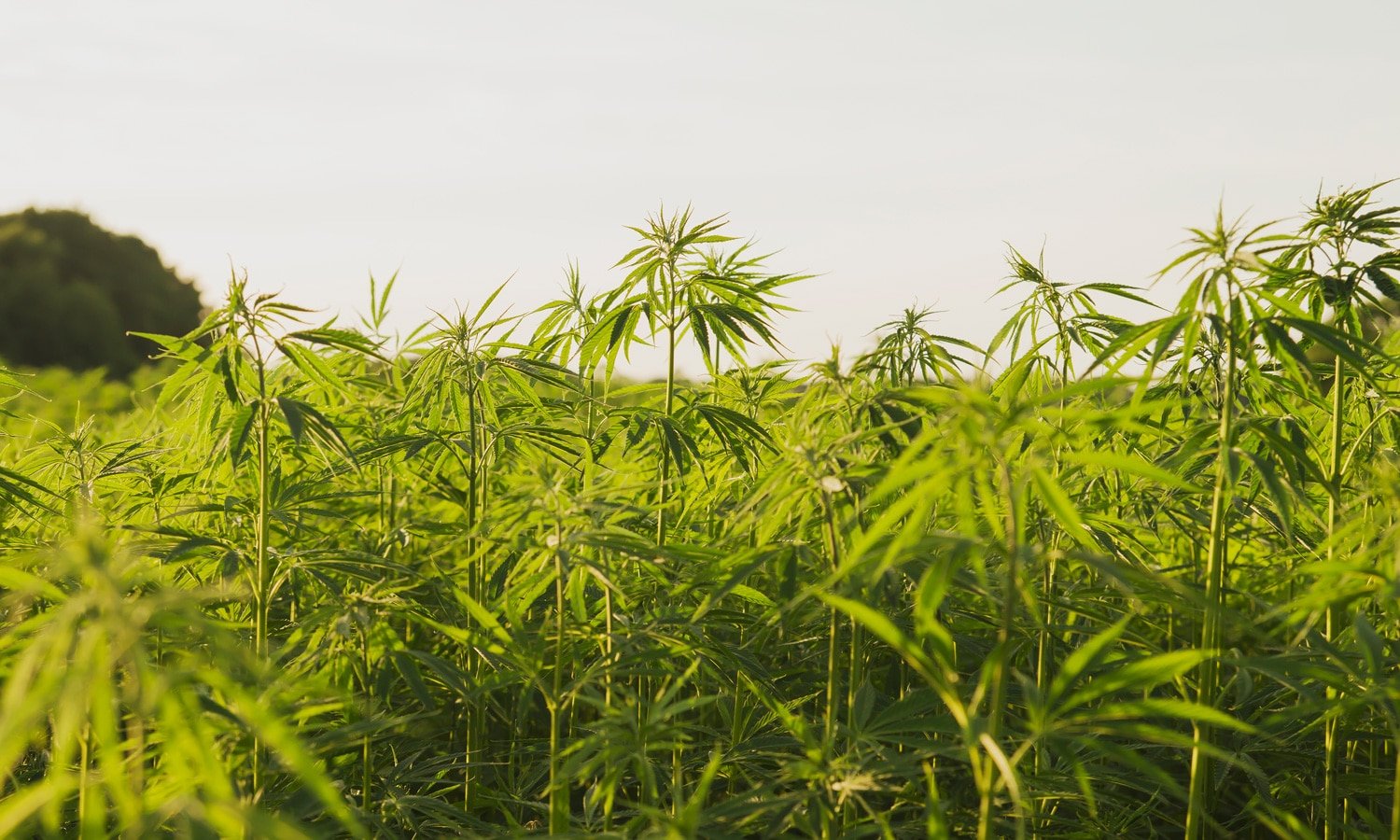 Upcoming Webinar Details How Cannabis History Ties Into Current Protests Upcoming Webinar Details How Cannabis History Ties Into Current Protests