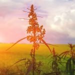 The History of Hemp in America