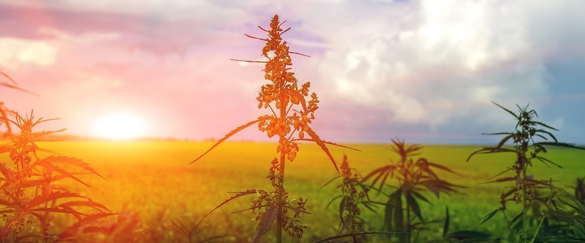 The History of Hemp in America