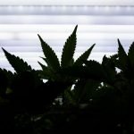 Remembering Dr. Lester Grinspoon, Intellectual Leader Of The Marijuana Movement