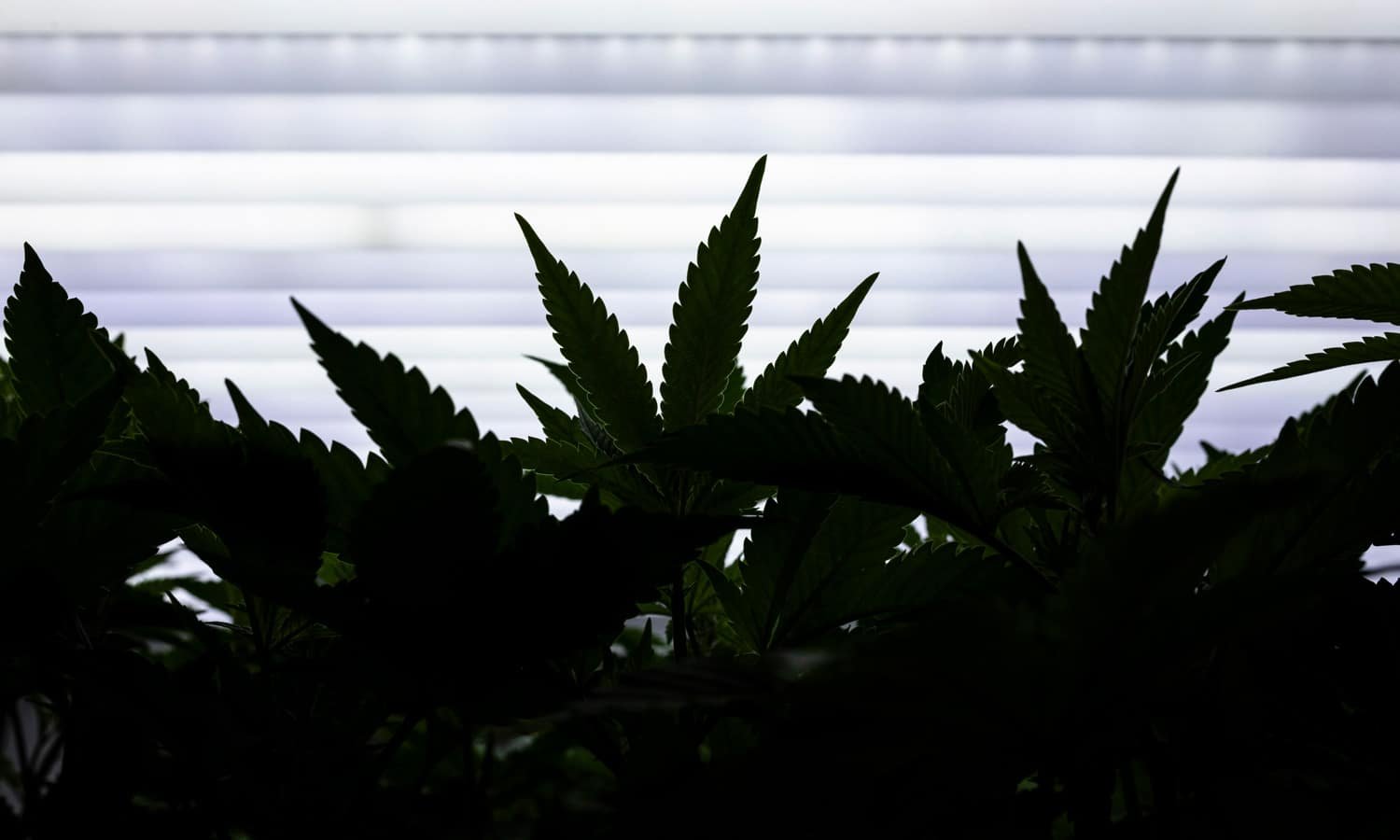 Remembering Dr. Lester Grinspoon, Intellectual Leader Of The Marijuana Movement