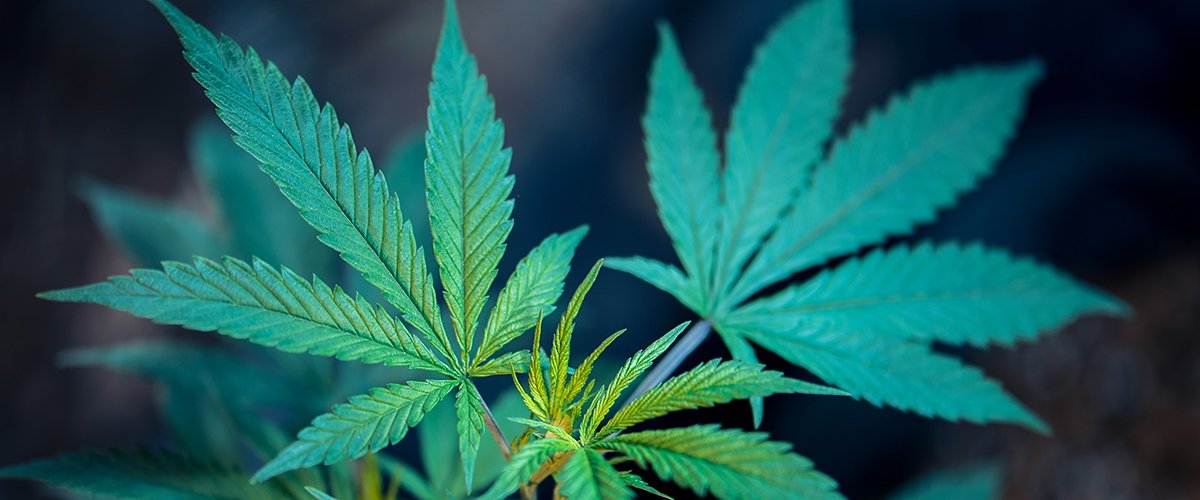 Cannabis After Coronavirus: What Will Be the Long Term Impacts of the Pandemic?