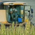 industrial hemp cultivation