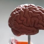 CBD And Blood Flow: What The Brain Wants You To Know