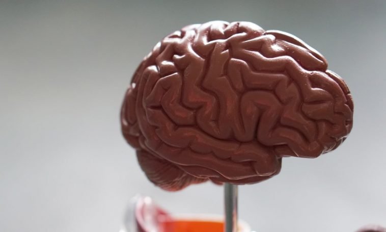 CBD And Blood Flow: What The Brain Wants You To Know