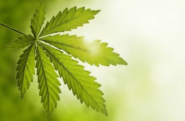 How To Use CBD Gummies While Cooking