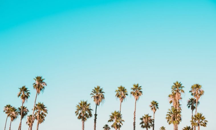 Enforcement Alone Won’t End California’s Illicit Cannabis Market