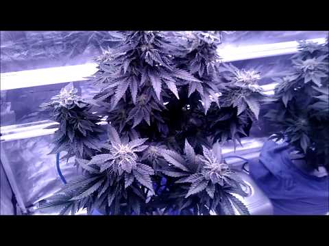 Growing Cannabis via Deep Water Culture (DWC)