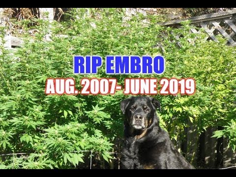 Cannabis Oil Extends Dog’s Life | RIP Embro