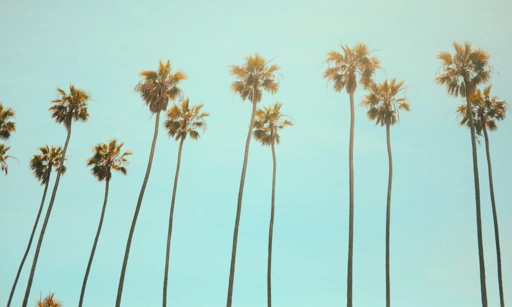 Op-Ed California's Thriving Illicit Market Leading To More Crime