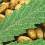 Best CBD Dog Treats, Biscuits & Hemp Chews For Your Puppy