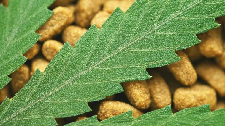 Best CBD Dog Treats, Biscuits & Hemp Chews For Your Puppy