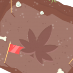 The 10,000-Year History of Cannabis