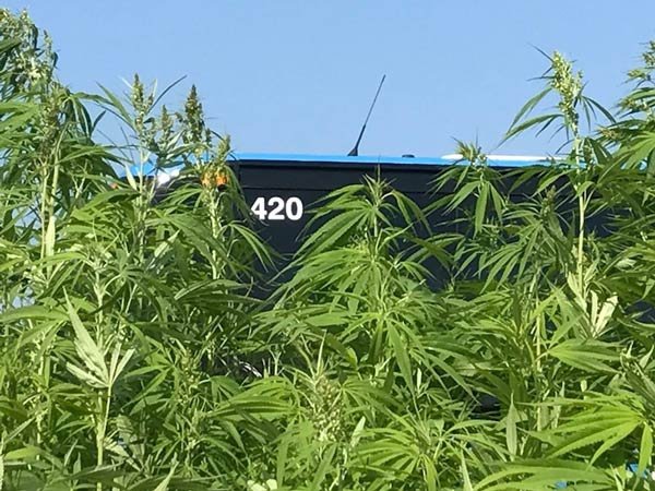 Kentucky KY UK university research fiber hemp crop stalks HIA 2017 male bus 420
