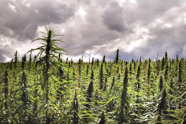 hemp field <a href=