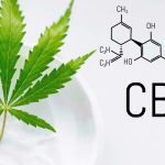 Best CBD Cream for Pain: Salves, Topicals and Lotions Reviews in 2020