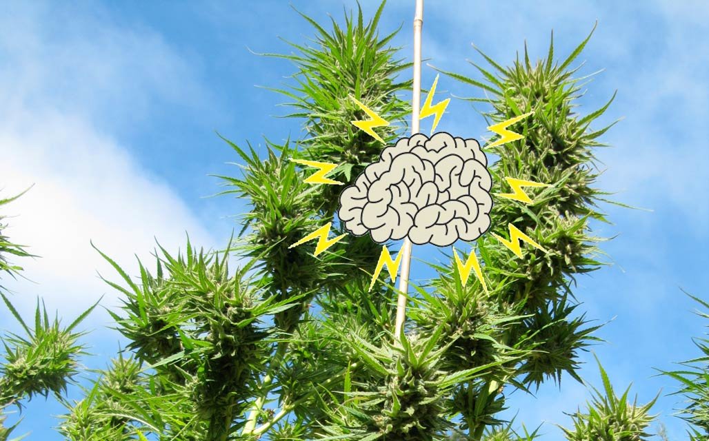 brain bud Parkinson's Alzheimer neurology flower plant