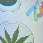 Cannabinoids Coming Out of the Closet: Who’s lurking in the shadows of THC and CBD?