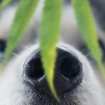 CBD Oil for Dogs: Best Organic Products to Ease Pain and Anxiety