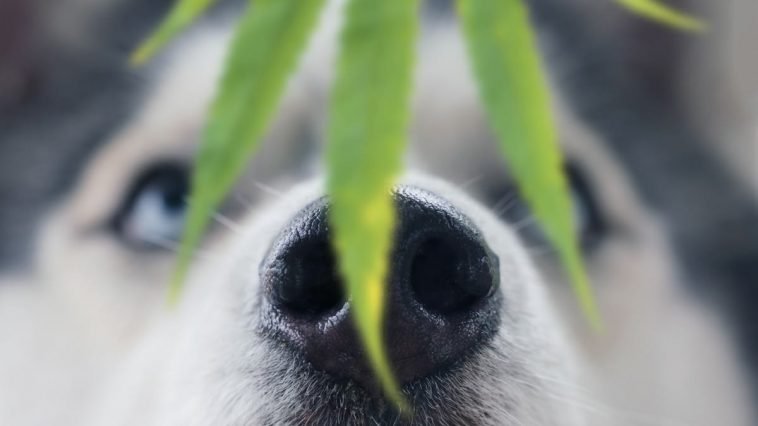 CBD Oil for Dogs: Best Organic Products to Ease Pain and Anxiety