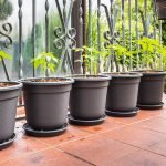 Outdoor Vs. Indoor Grown Cannabis: Which To Choose? Outdoor Vs. Indoor Grown Cannabis: Which To Choose?