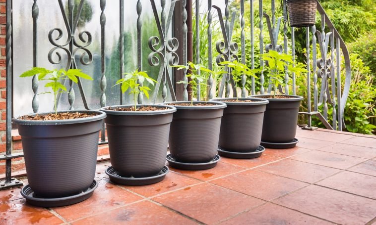 Outdoor Vs. Indoor Grown Cannabis: Which To Choose?