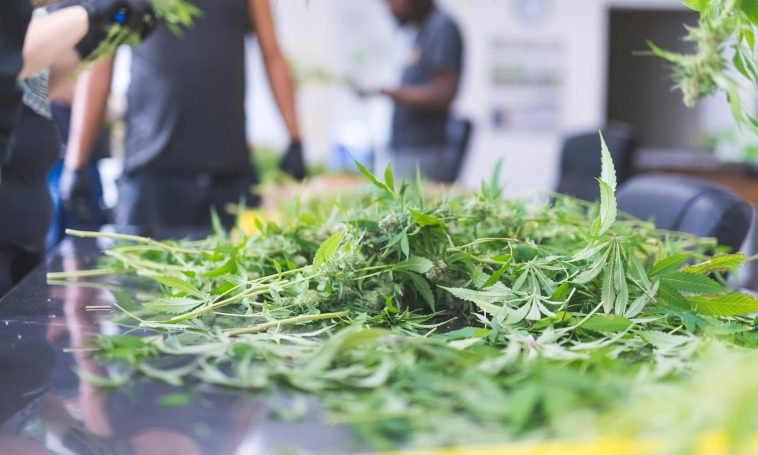 Does Oregon’s Eviction Moratorium Apply To Cannabis Businesses?