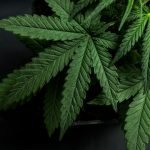 Using Cannabis To Treat Inflammatory Bowel Disease