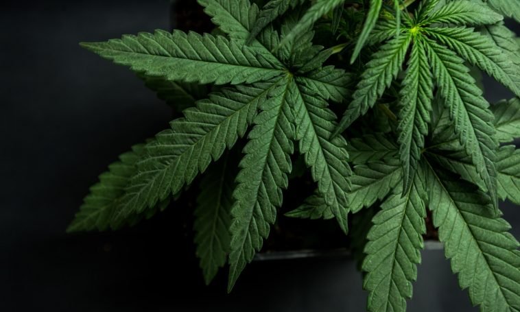 Using Cannabis To Treat Inflammatory Bowel Disease