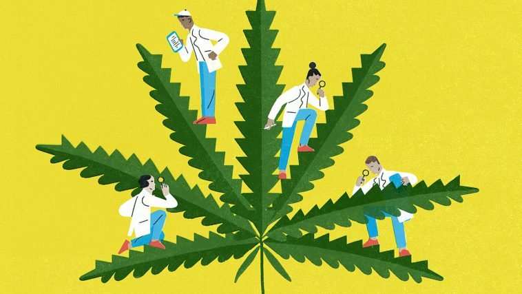 Do You Have the Heart for Marijuana?