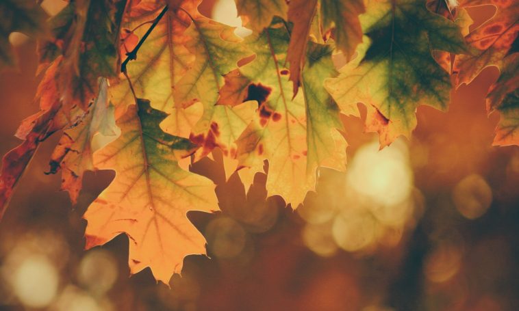 3 Things To Know About Fall Allergies And Marijuana