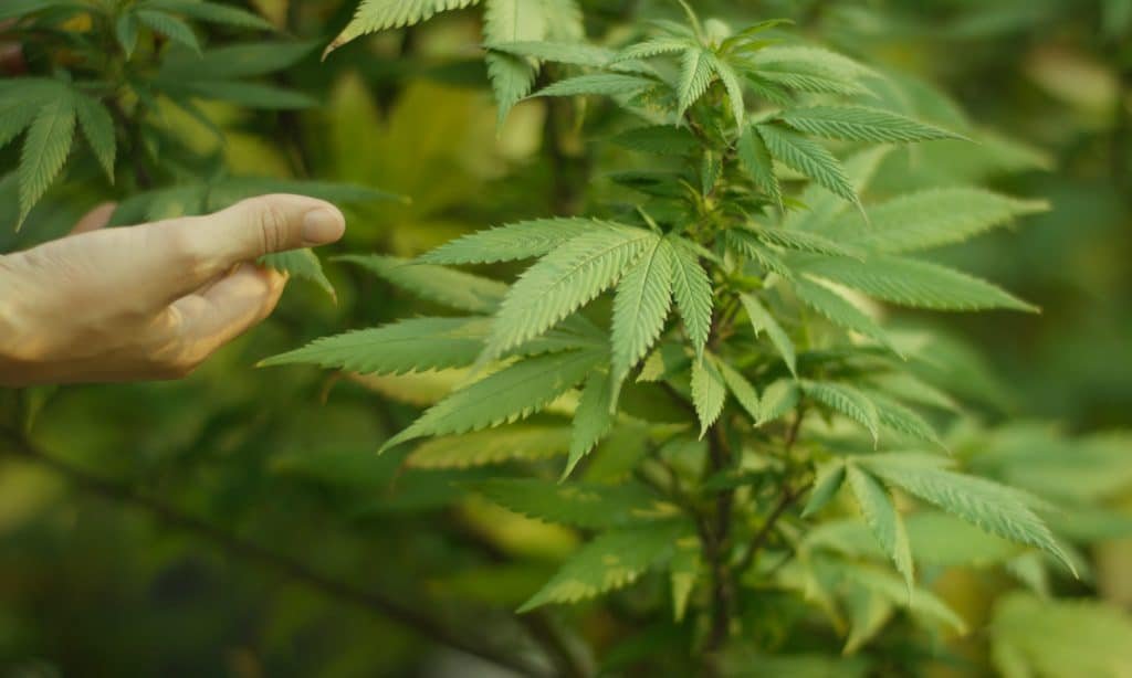 5 Predictions For The Cannabis Industry In 2020