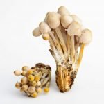Oregon Psilocybin: Does Measure 109 Go Far Enough? Does it Go Too Far?