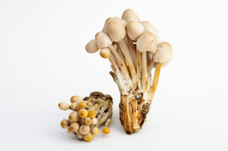 Oregon Psilocybin: Does Measure 109 Go Far Enough? Does it Go Too Far?