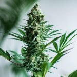 Cannabis Decontamination: What Is It And Why Is It Important?
