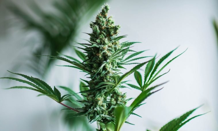 Cannabis Decontamination: What Is It And Why Is It Important?