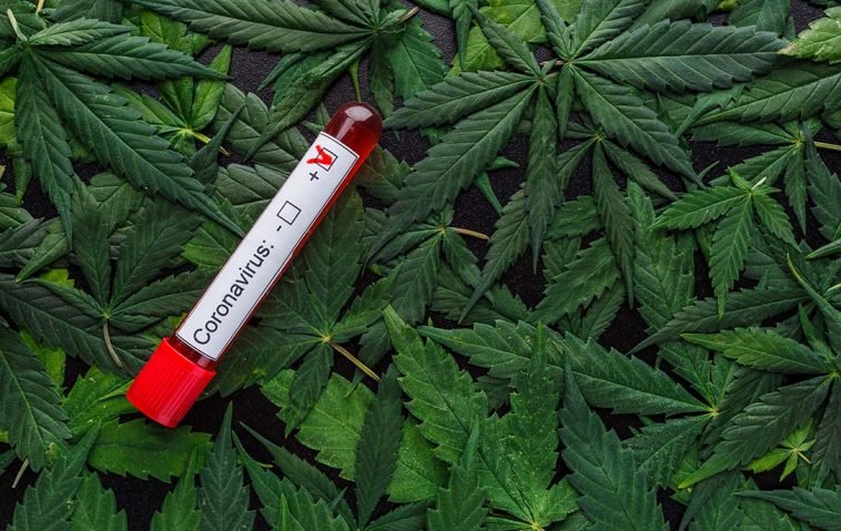 Study Finds Potential for CBD Coronavirus Treatment