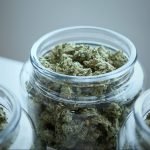 How To Choose The Best Cannabis Strain