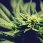 The Many Ways Marijuana Prohibition Still Hurts American Farmers