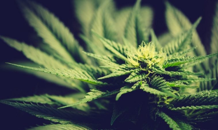 The Many Ways Marijuana Prohibition Still Hurts American Farmers