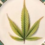 Eating Raw Marijuana Won't Get You High, But Here's What It Will Do