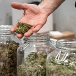 Why You Didn’t Get The Cannabis Strain You Think You Did