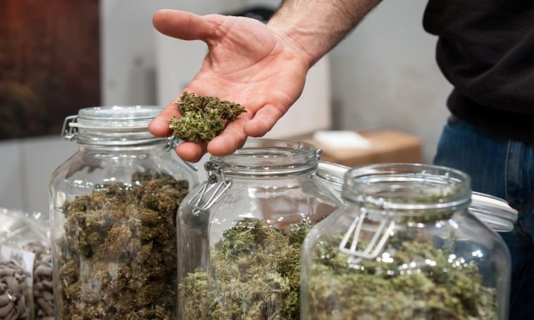 Why You Didn’t Get The Cannabis Strain You Think You Did