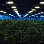 Recreational Marijuana Legalized by New Jersey Voters