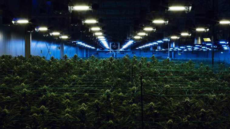 Recreational Marijuana Legalized by New Jersey Voters